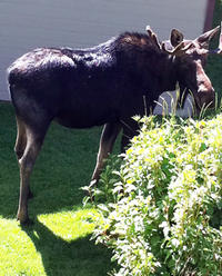 Ready for his close-up: Sharon's bull moose visitor at her vacation place-- his family followed later!