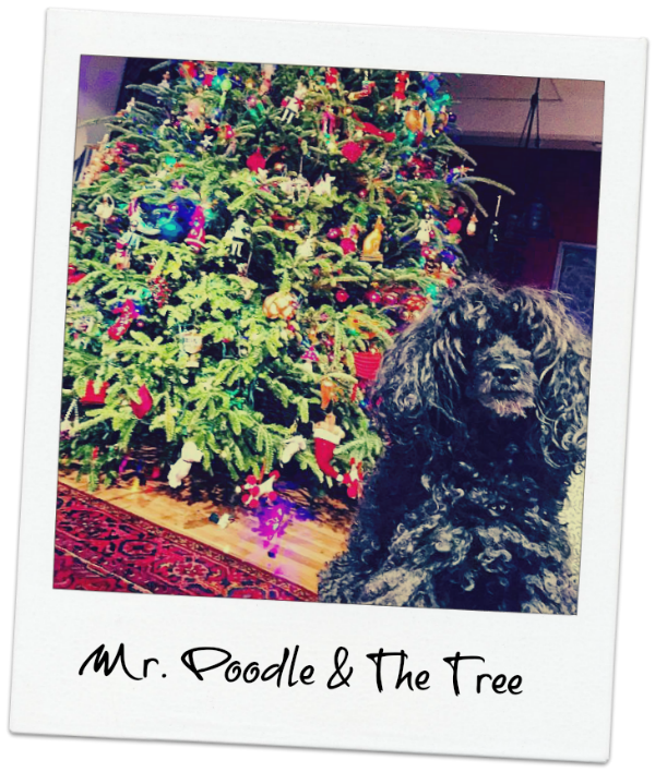 mr poodle and the tree