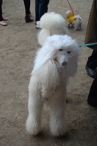 Two-headed poodle