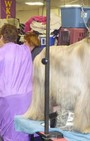 Backstage Beauty at Westminster Dog Show