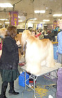 Backstage Beauty at Westminster Dog Show
