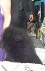 Backstage Beauty at Westminster Dog Show