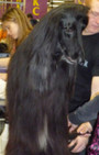 Backstage Beauty at Westminster Dog Show
