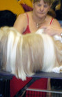 Backstage Beauty at Westminster Dog Show