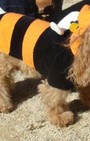 Halloween dog costumes for our furry fashionistas