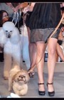 Pet Fashion Week - dog fashion show