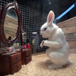 Make-up Bunny - The Village Pet Store and Charcoal Grill