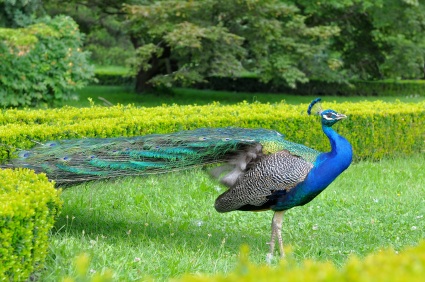 Peacocks in the garden are never out of fashion!