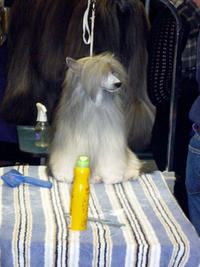 Benching area at the Westminster Dog Show