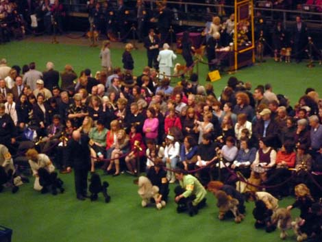 Miniature poodle judging