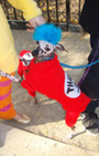 Halloween Dog Costumes Are As Wild, Wooly, And Fantastic As Ever