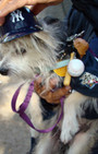 Halloween Dog Costumes Are As Wild, Wooly, And Fantastic As Ever